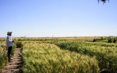 Meet the Norwich Researchers working to save our daily bread